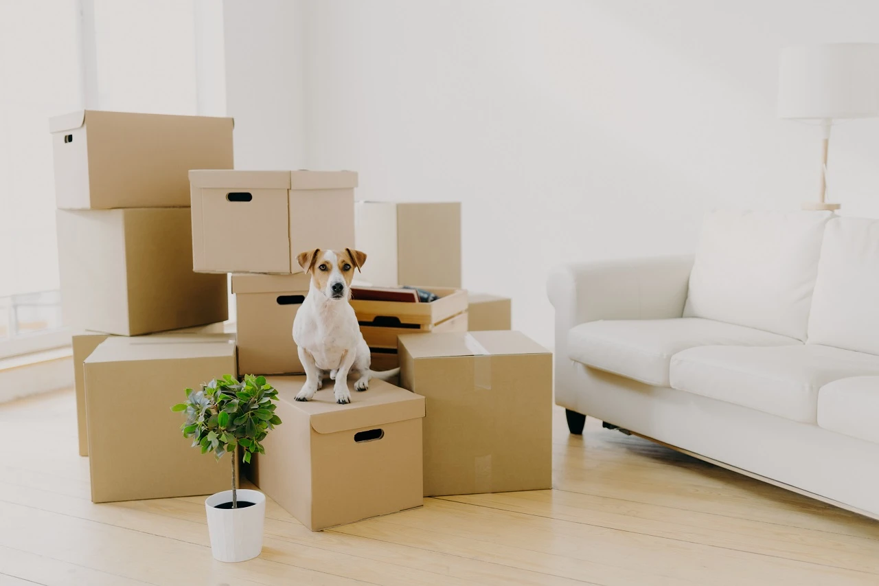 Boxes in living room with a dog after moving in together