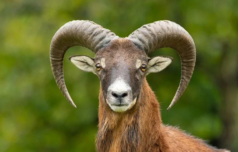 Close up of a ram with horns which represents the Aries zodiac sign